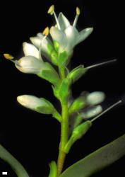 Veronica arganthera. Inflorescence. Scale = 1 mm.
 Image: W.M. Malcolm © Te Papa CC-BY-NC 3.0 NZ